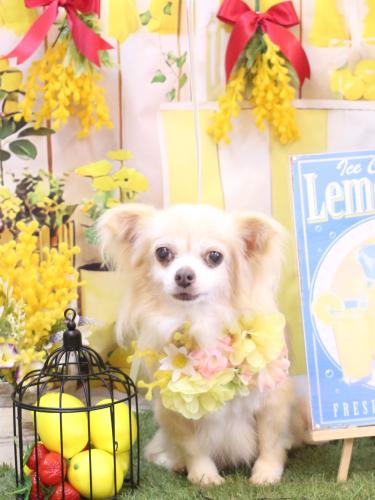 20240428チャッピーちゃん